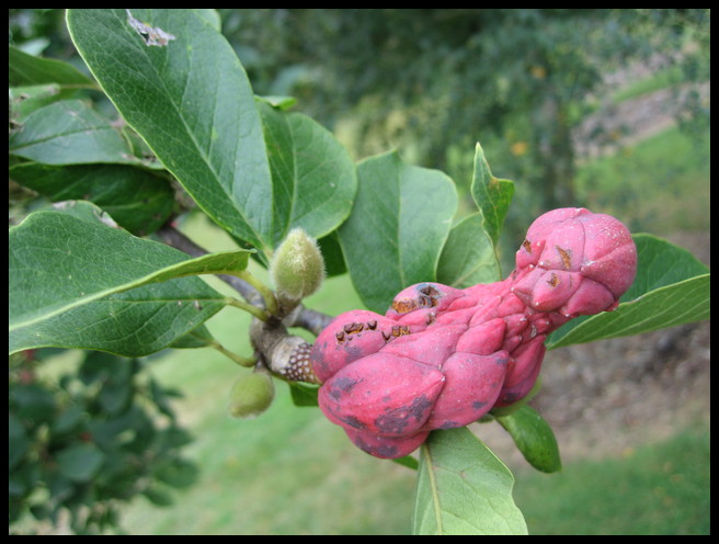 The fruit of the pink poo tree