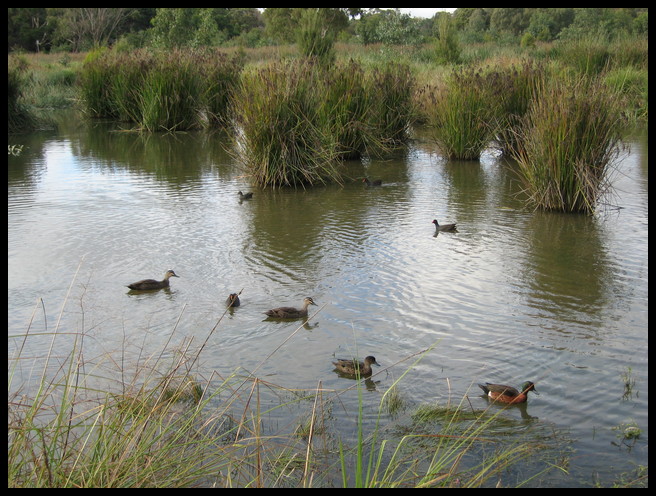 Waterfowl in the Oakleigh wetlands